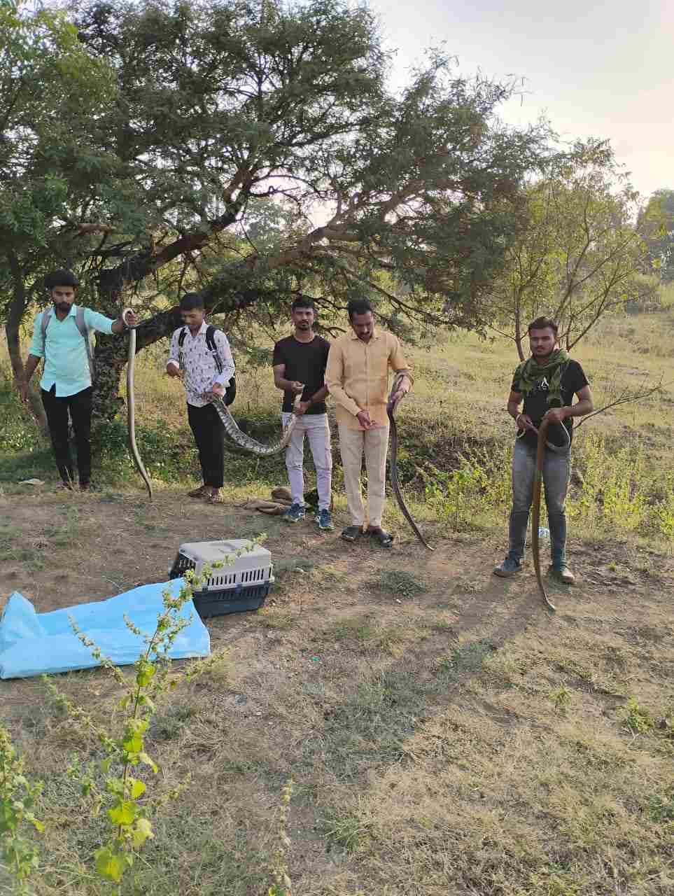 जीवरक्षक फाऊंडेशन ने राज्यपक्षी हरियल अजगर व तीन धामण जातीच्या सापांना दिले जीवदान